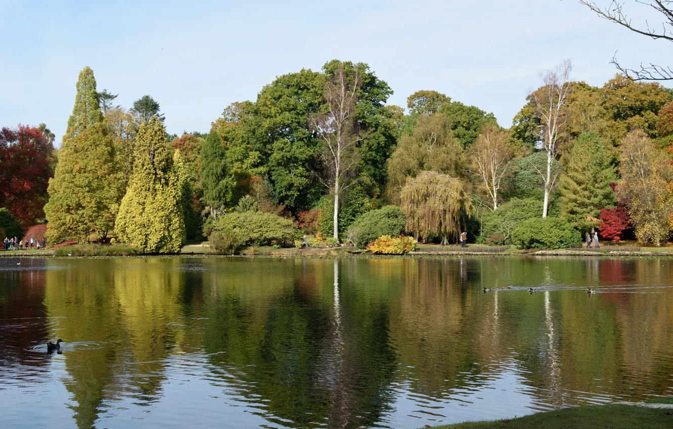 Photo wallpaper autumn, lake, England, autumn, lake, England, Park Sheffield, Sheffield Park