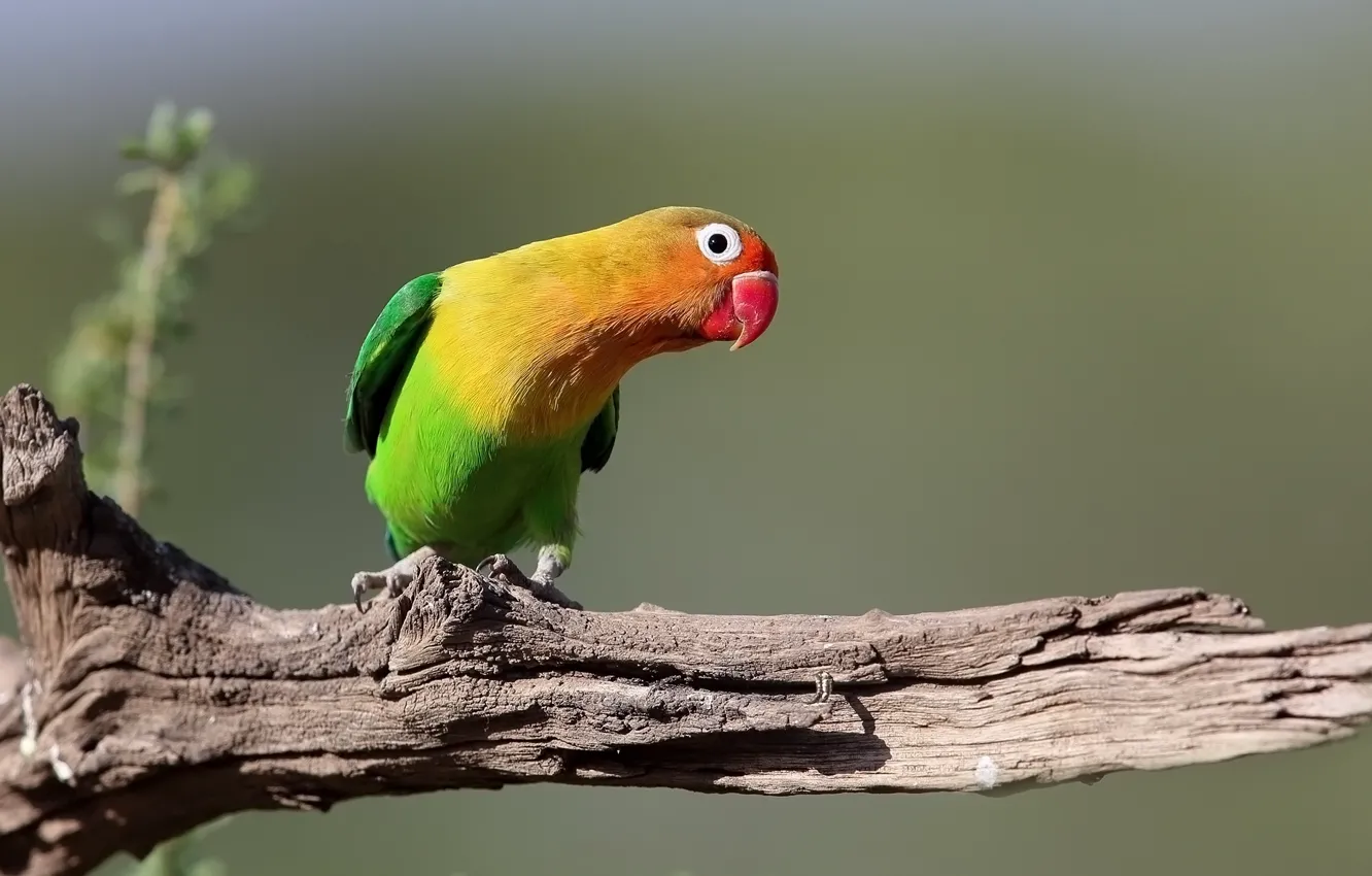 Photo wallpaper bird, snag, parrot, Lovebird
