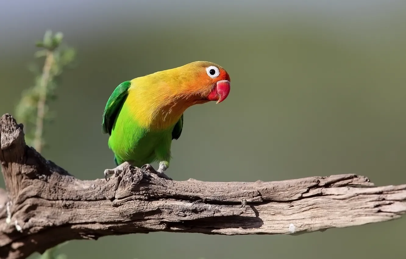 Photo wallpaper bird, Parrot, snag, lovebird