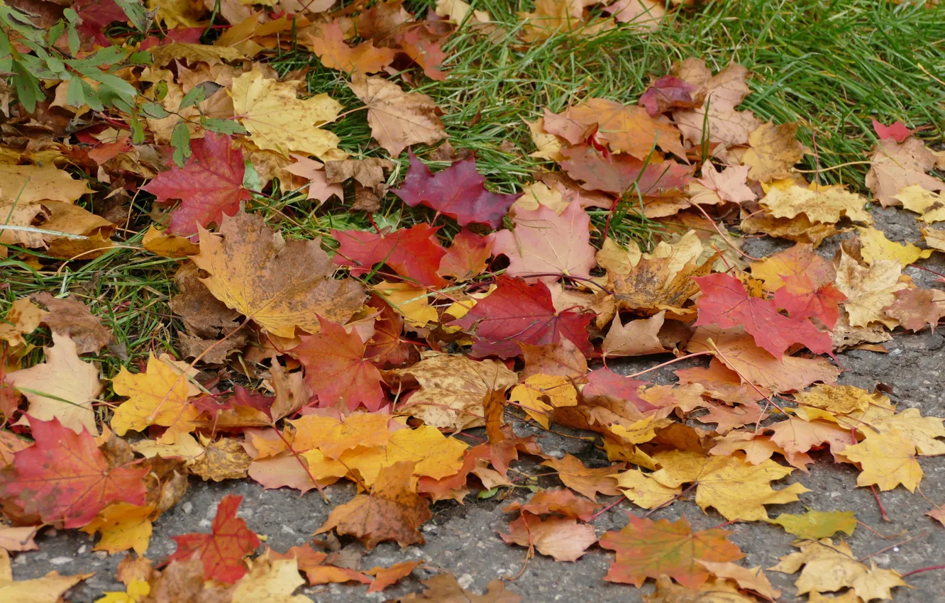 Photo wallpaper autumn, leaves, colorful, maple, autumn, leaves, maple