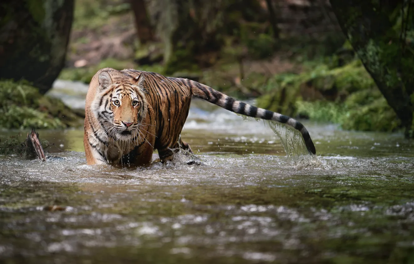 Photo wallpaper forest, water, nature, tiger, stream, animal, predator, beast