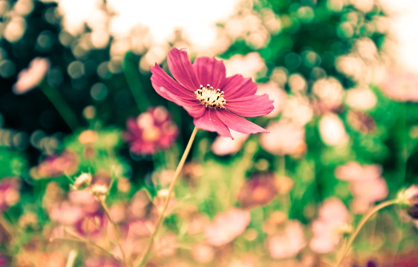 Photo wallpaper greens, forest, summer, grass, leaves, macro, flowers, freshness