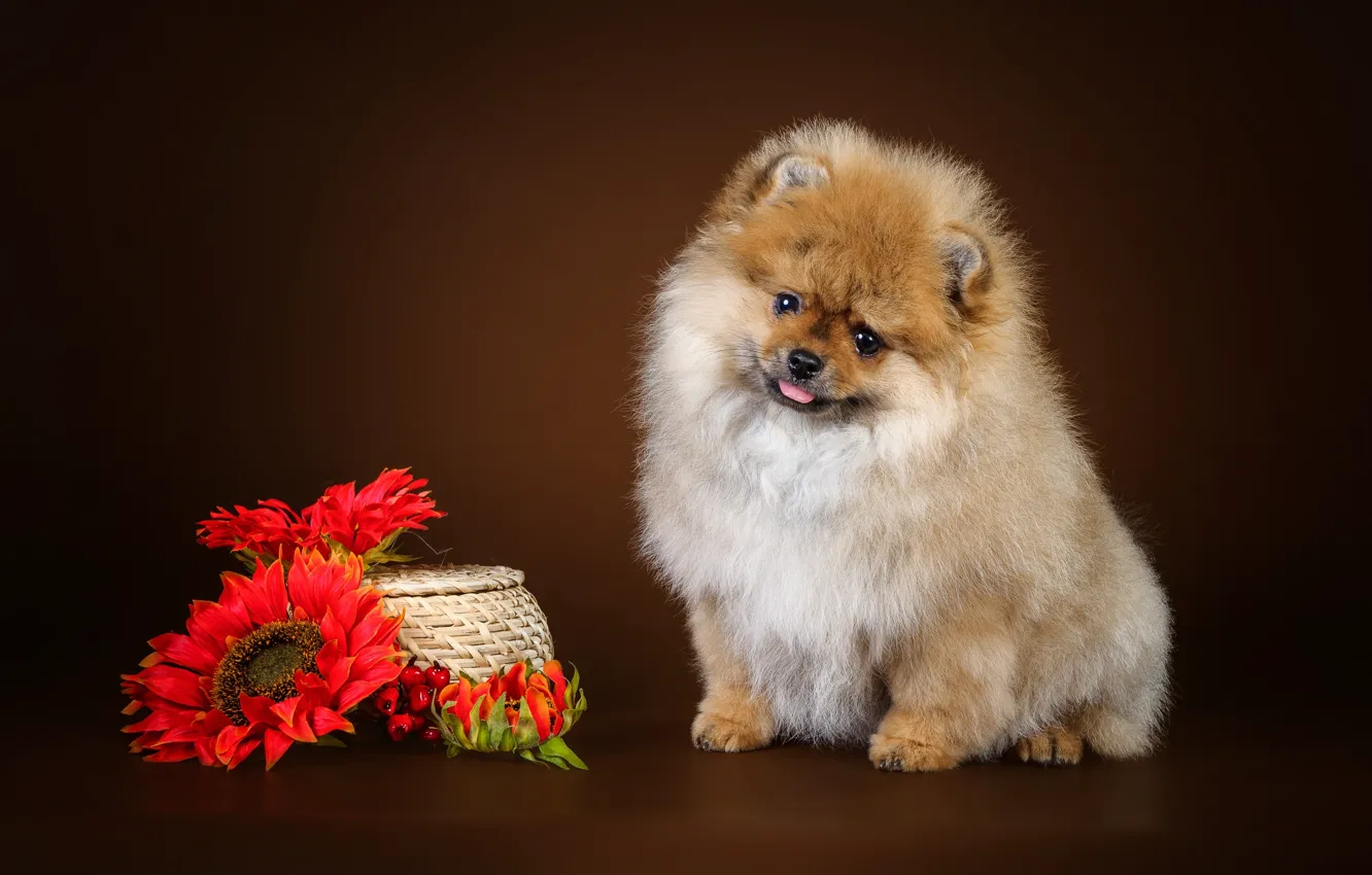 Photo wallpaper flowers, puppy, Spitz