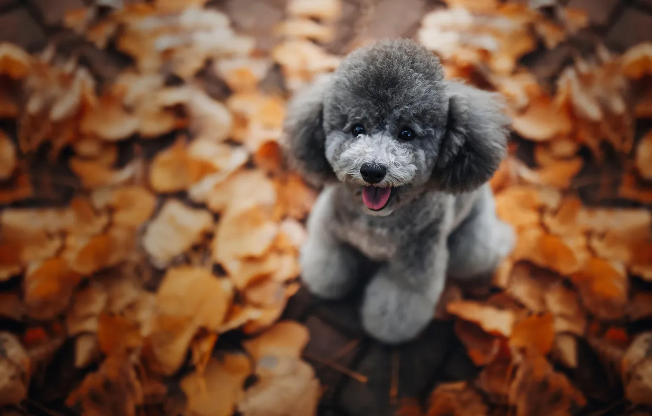 Photo wallpaper look, nature, pose, dog, face