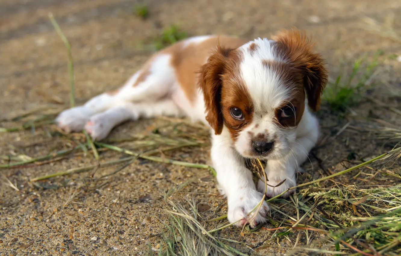 Photo wallpaper look, each, dog