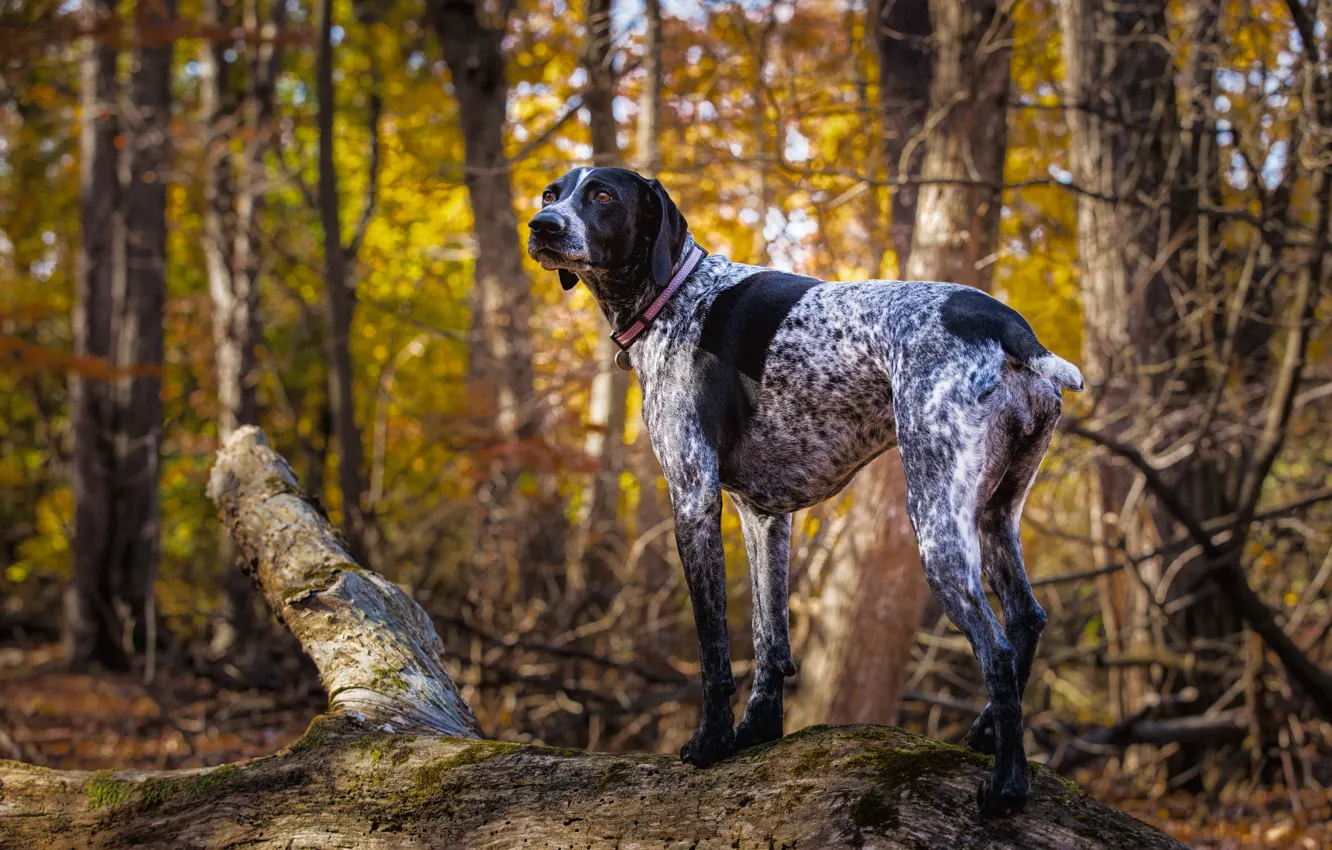 Photo wallpaper look, each, dog