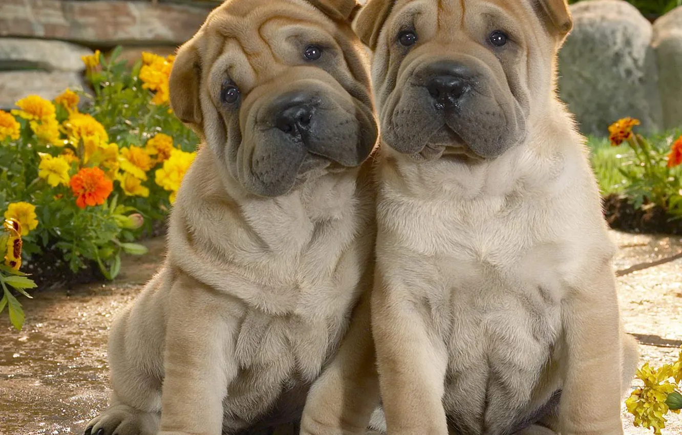 Photo wallpaper dogs, true friends, cuties