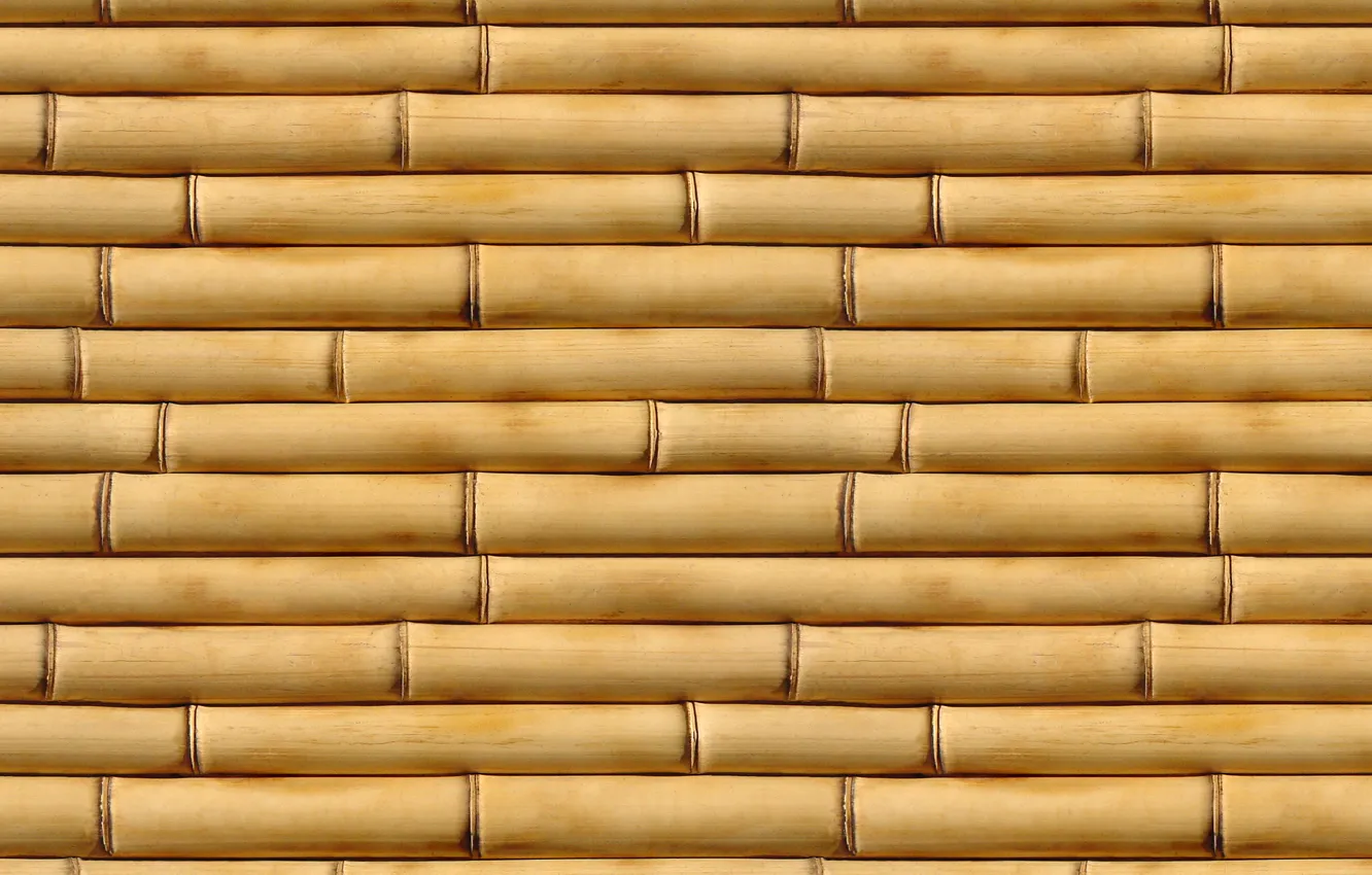 Photo wallpaper macro, bamboo, photos, texture