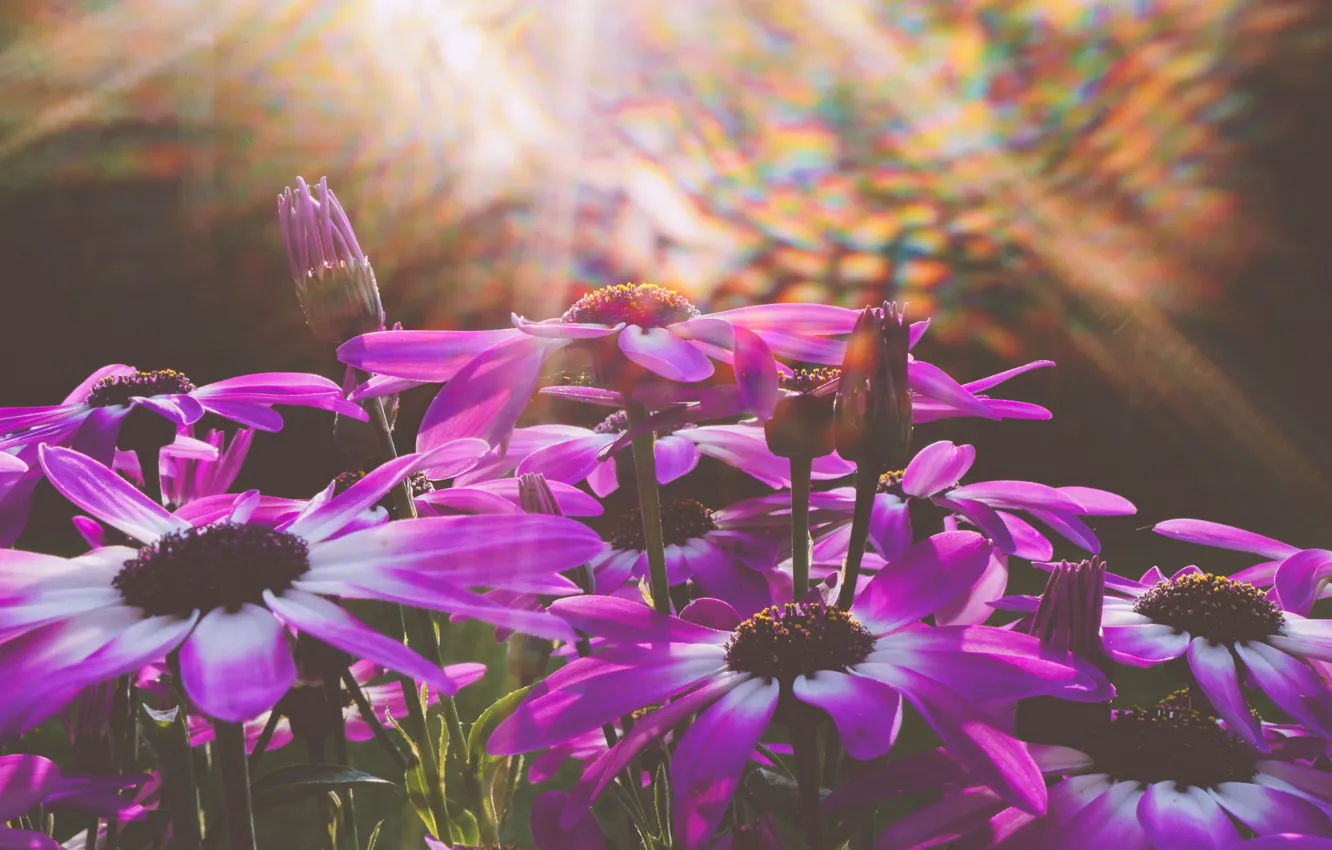 Photo wallpaper macro, rays, petals, buds, Cineraria