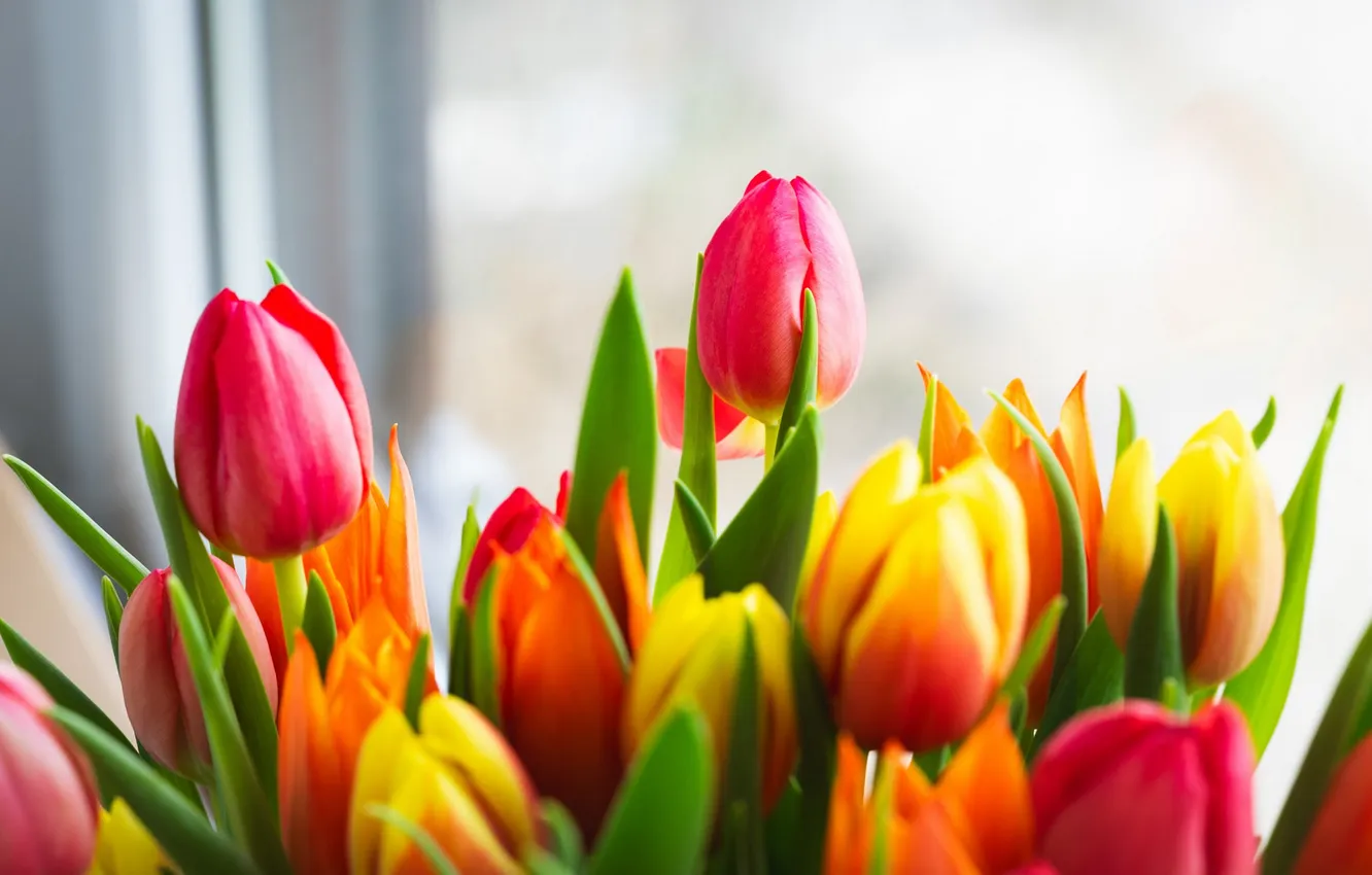 Photo wallpaper flowers, bouquet, spring, tulips