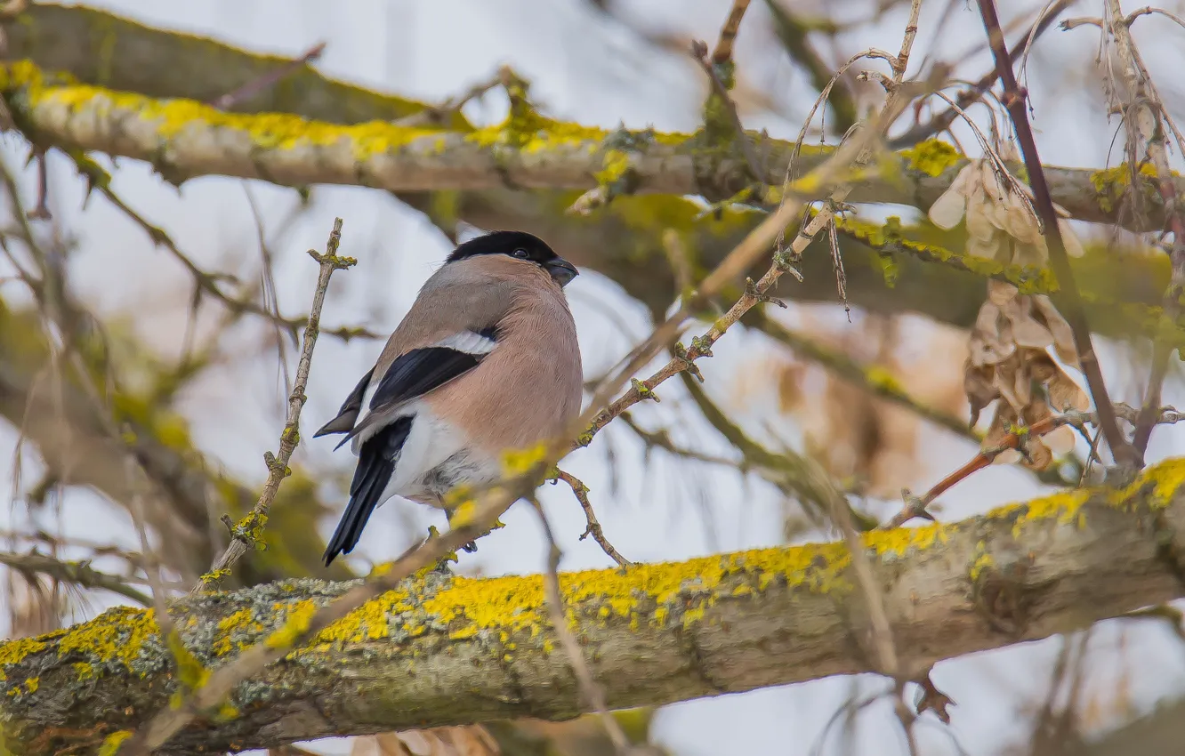 Photo wallpaper spring, sitting, bullfinch, looks, female