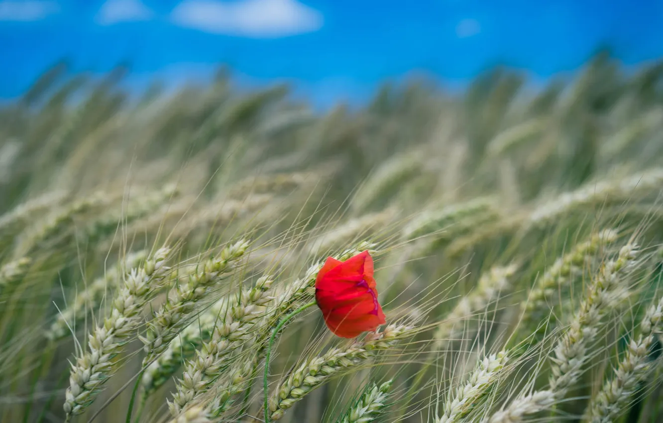 Photo wallpaper red, Mac, petals, spikelets