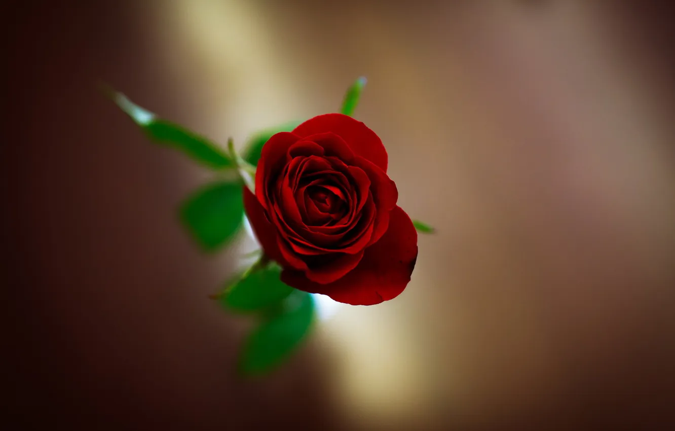 Photo wallpaper flowers, background, roses