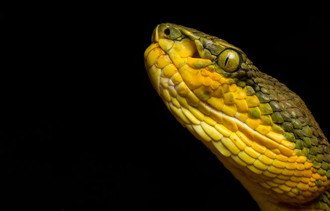 Photo wallpaper snake, Trimeresurus gramineus, Bamboo pit viper