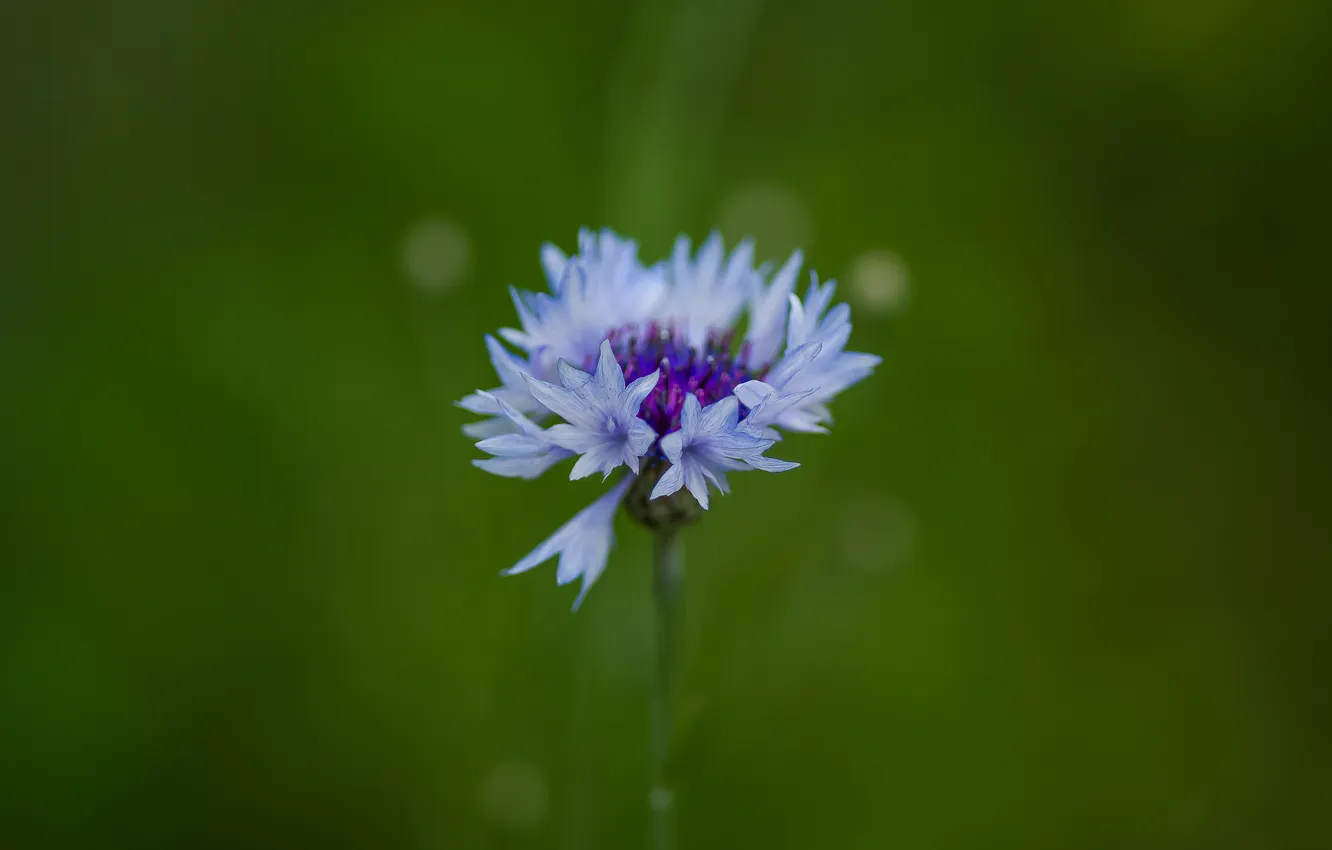 Photo wallpaper summer, nature, bokeh, wildflowers, cornflowers