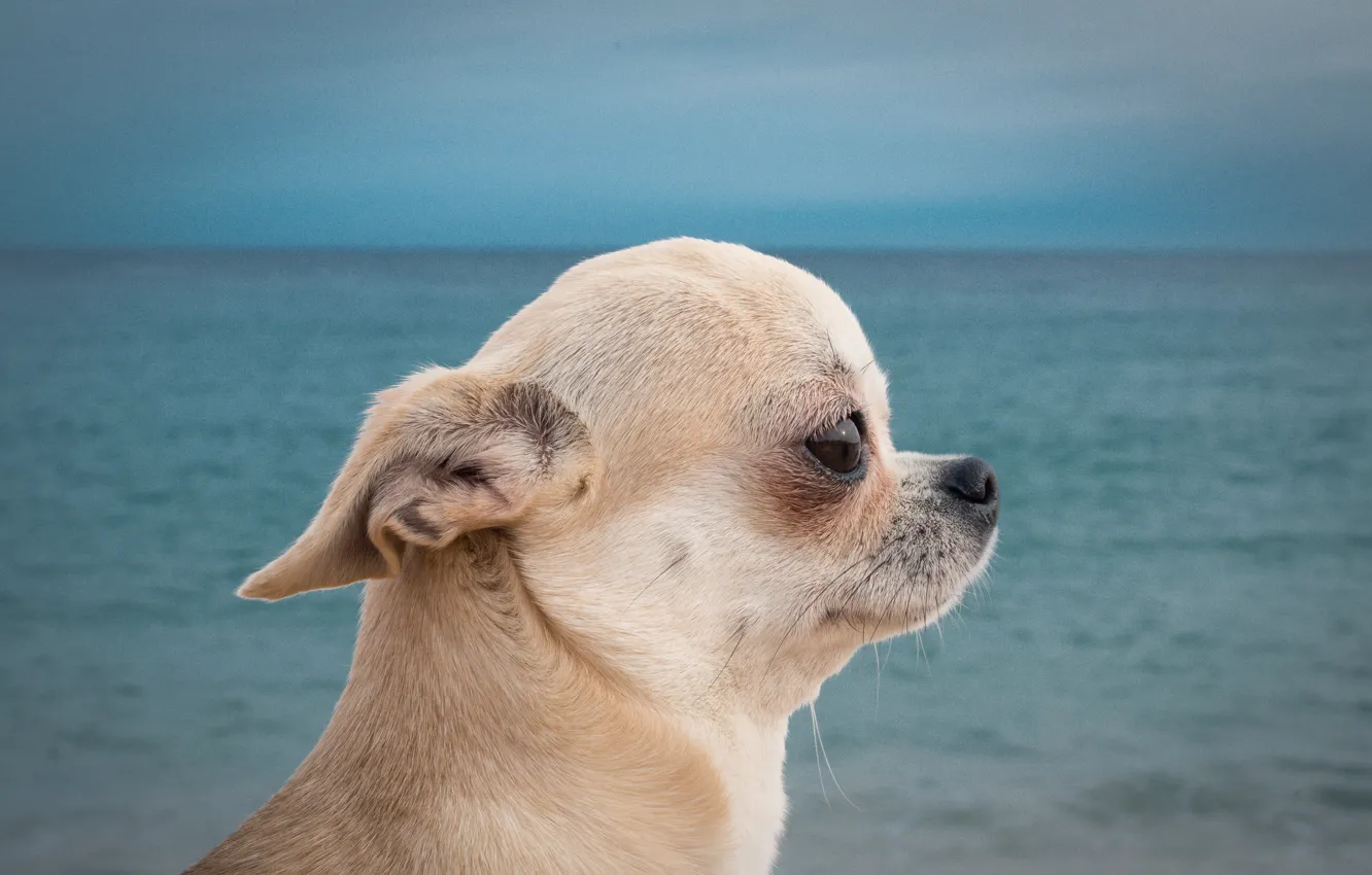Photo wallpaper sea, portrait, dog, muzzle, profile, Chihuahua, doggie, dog