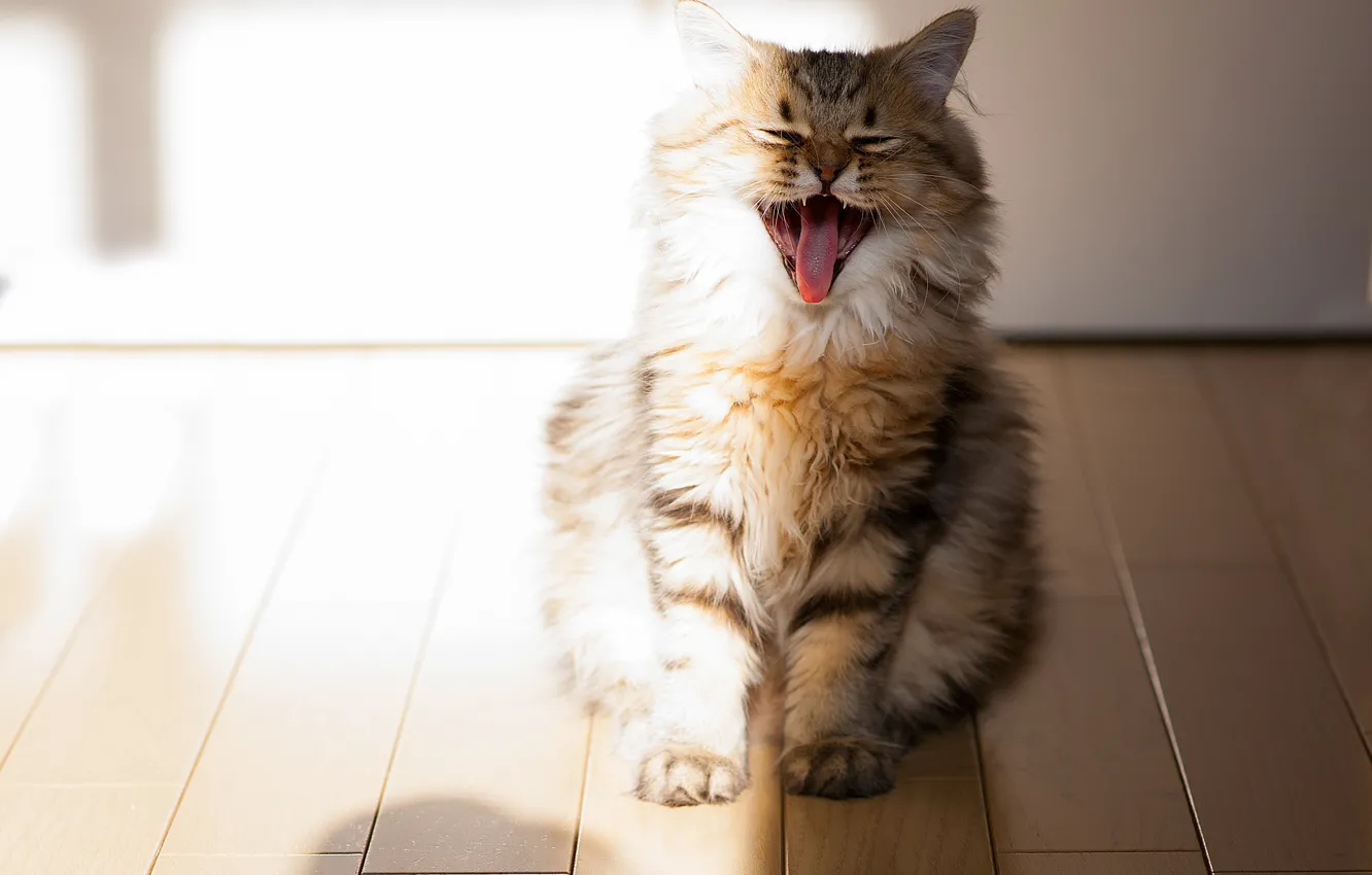 Photo wallpaper kitty, Daisy, © Ben Torode