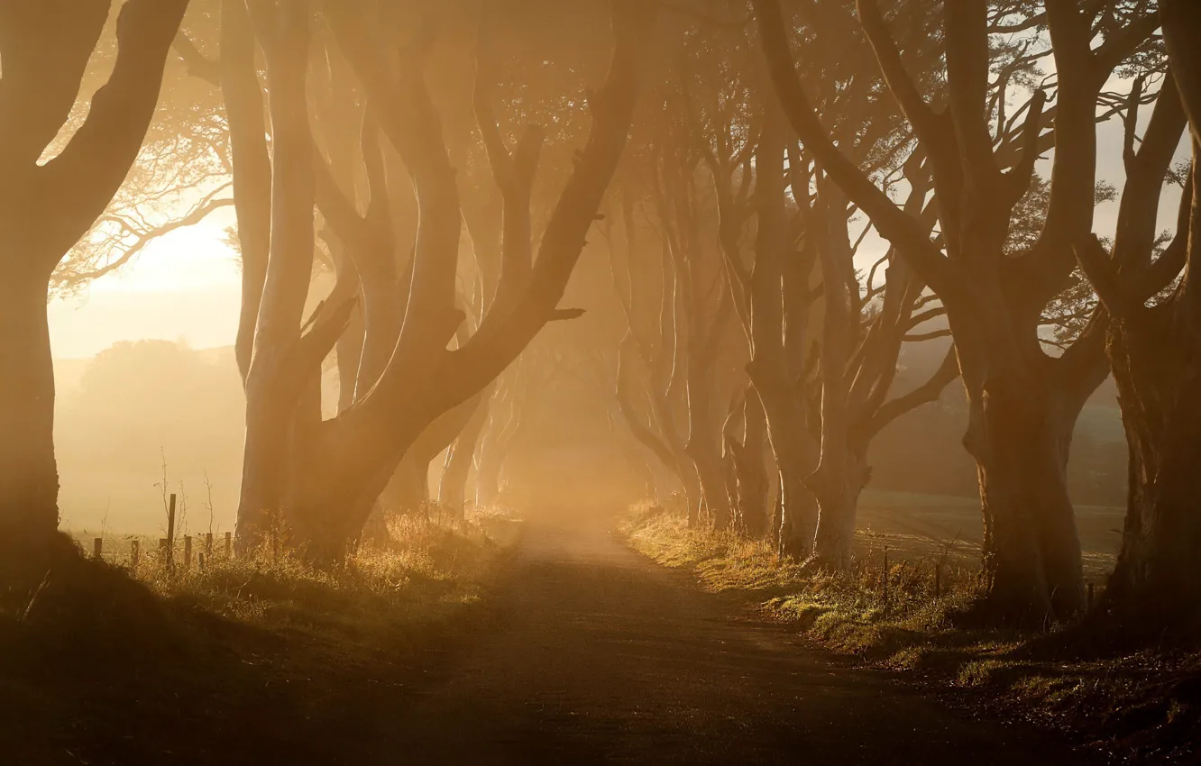 Photo wallpaper road, forest, trees, branches, fog, Park, dawn, morning