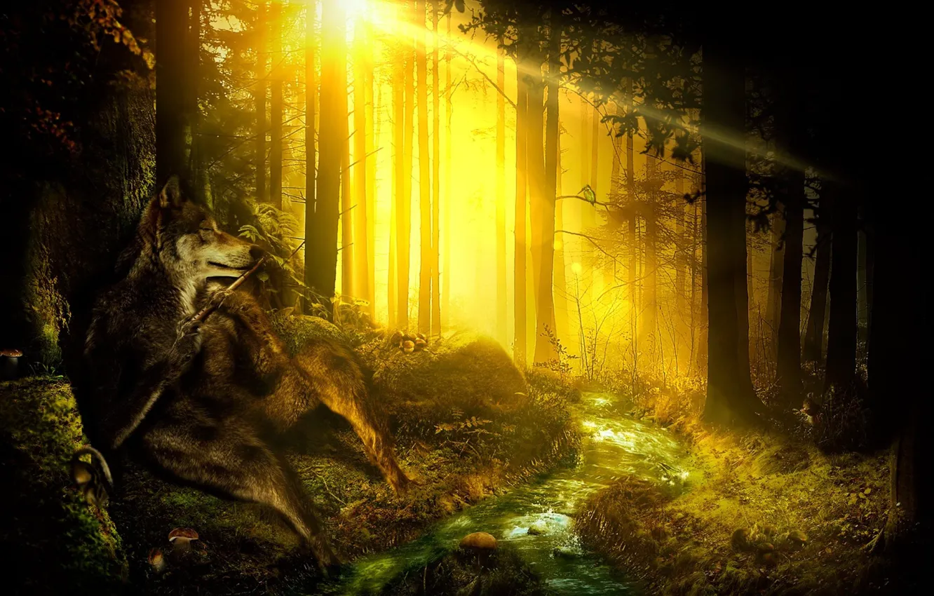 Photo wallpaper forest, water, trees, branches, stream, vegetation, wolf, a beam of light