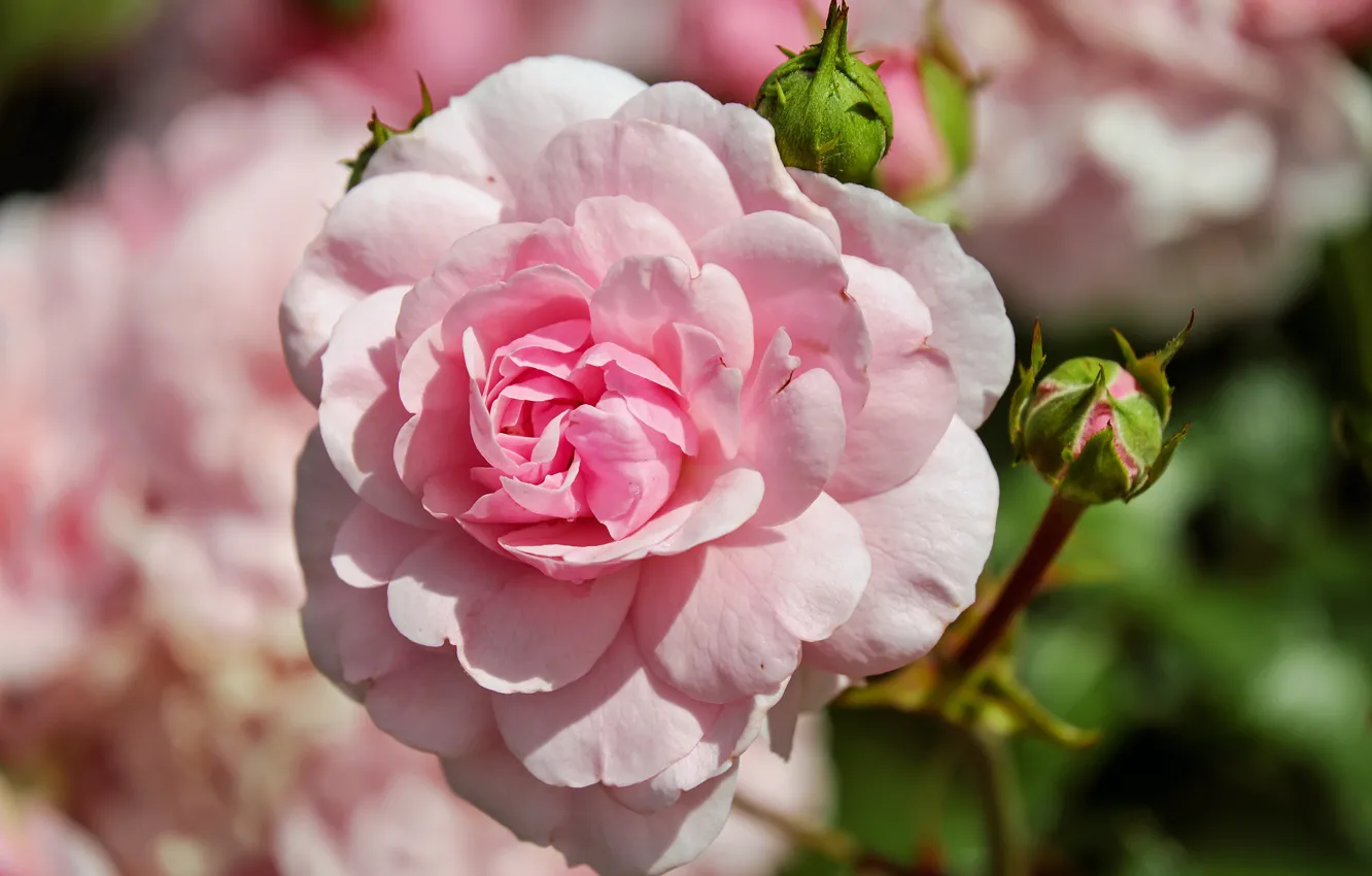 Photo wallpaper pink, rose, rose, buds, flower