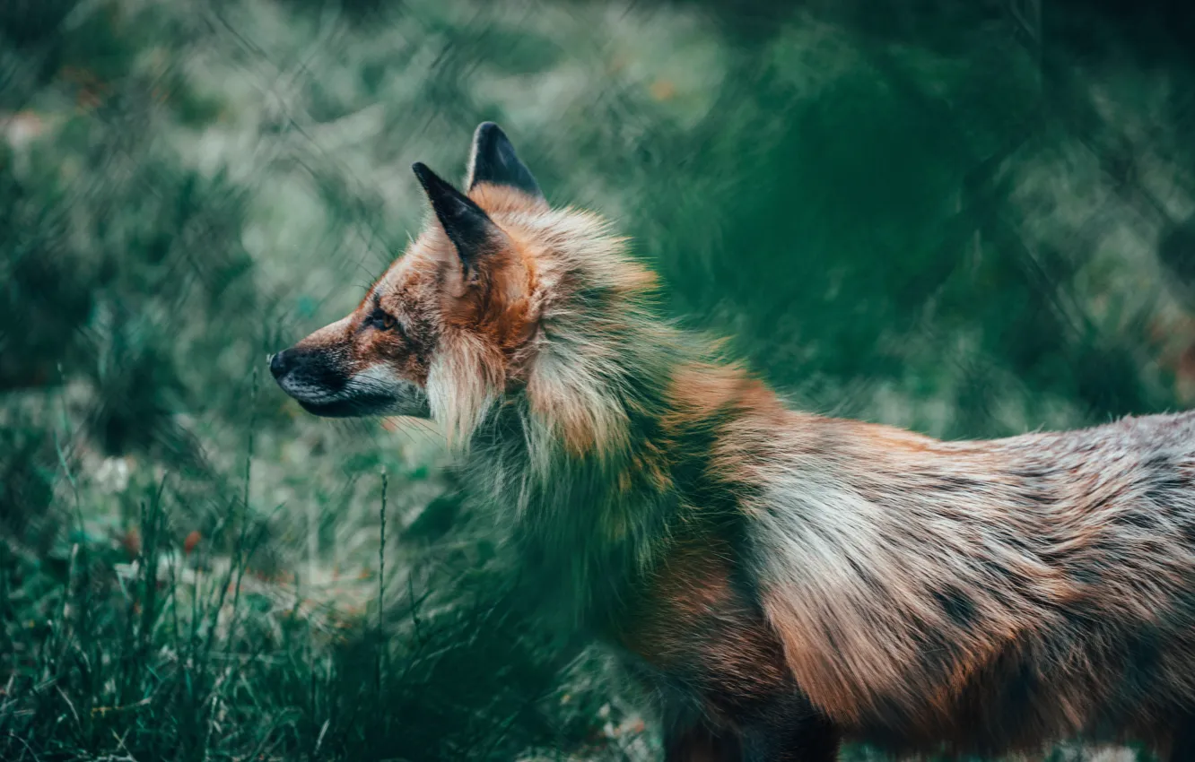 Photo wallpaper fox, animal, wildlife, glance