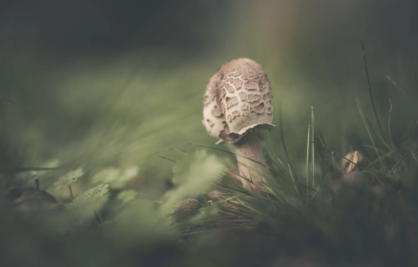 Photo wallpaper grass, nature, mushrooms, blur, bokeh