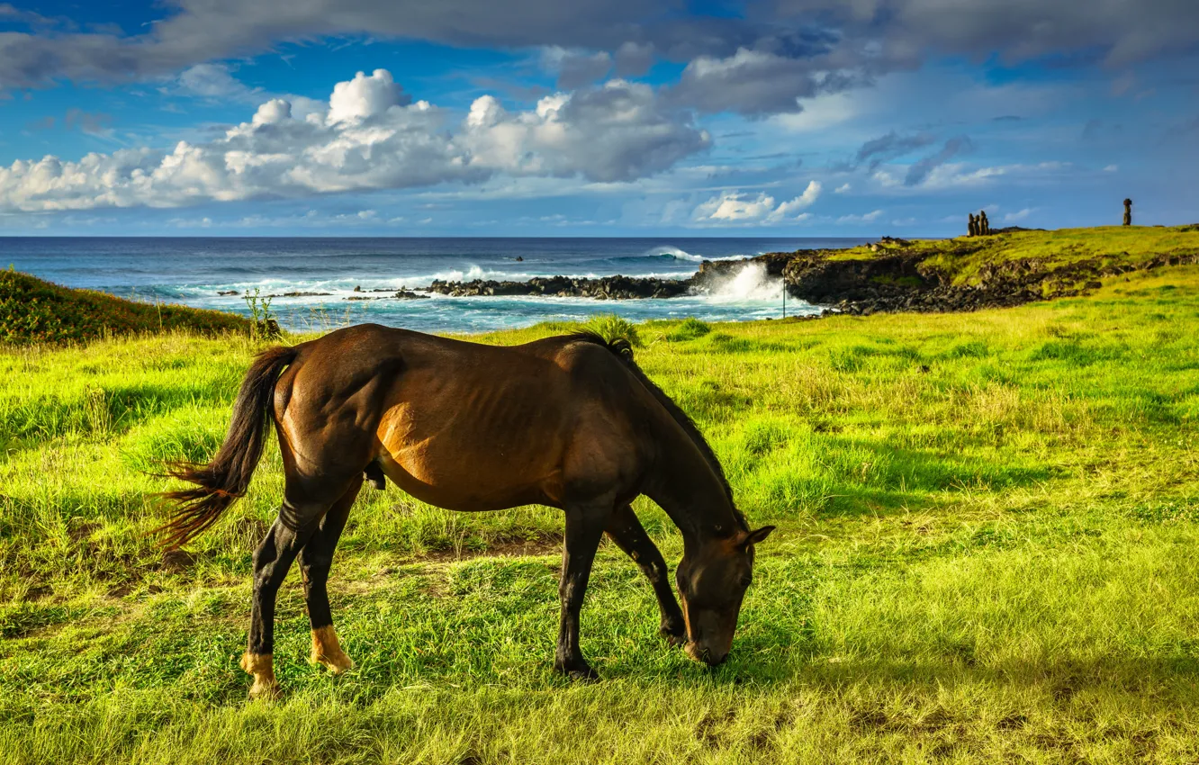 Photo wallpaper sea, field, horse, shore, horse, grazing