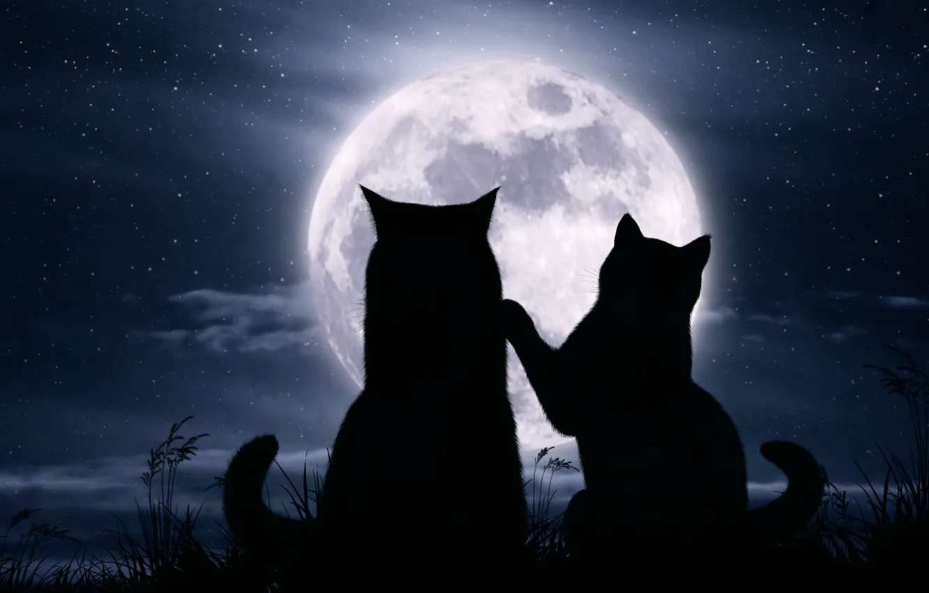 Photo wallpaper cats, night, the moon, romance, stars
