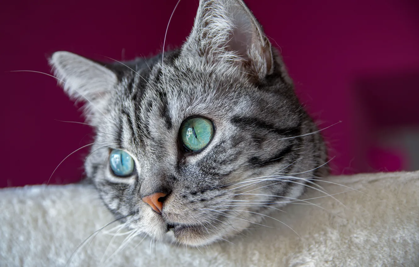 Photo wallpaper cat, eyes, cat, mustache, look, face, closeup, British Shorthair