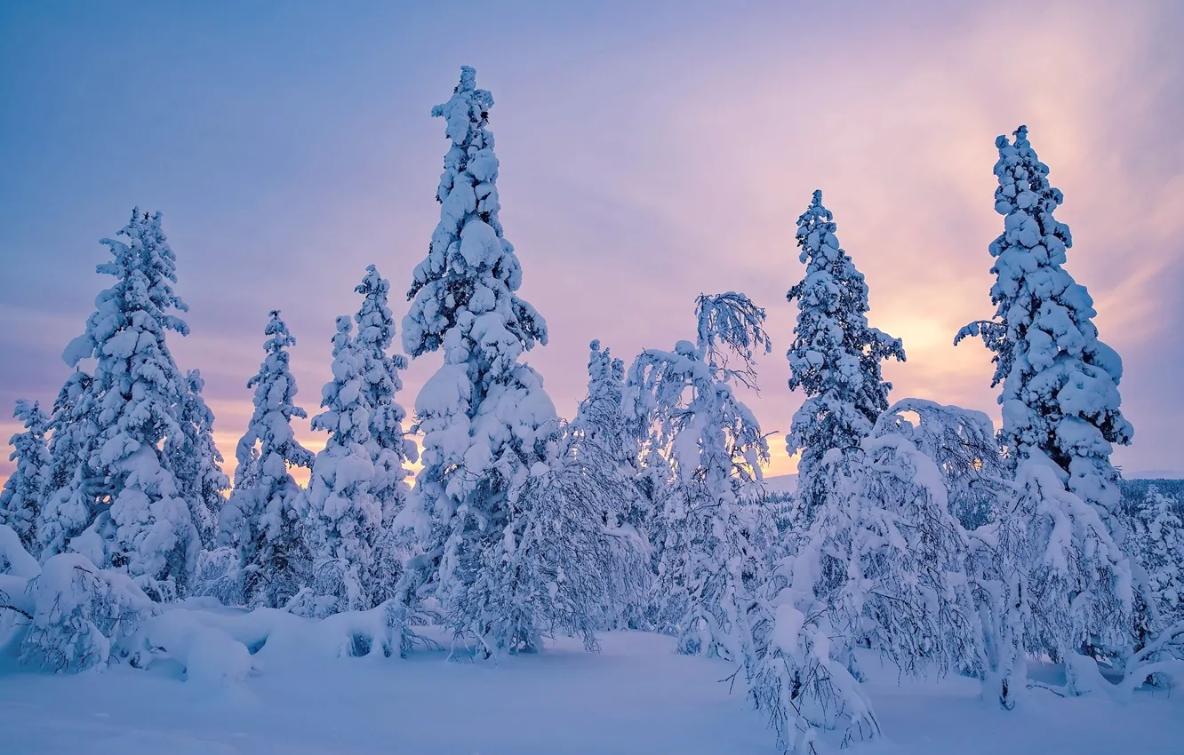 Photo wallpaper winter, snow, trees, ate, Finland, Finland, Lapland, Lapland