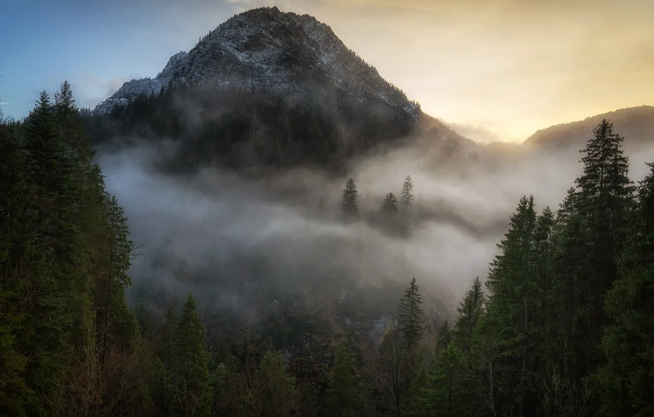 Photo wallpaper forest, trees, mountains, fog, morning