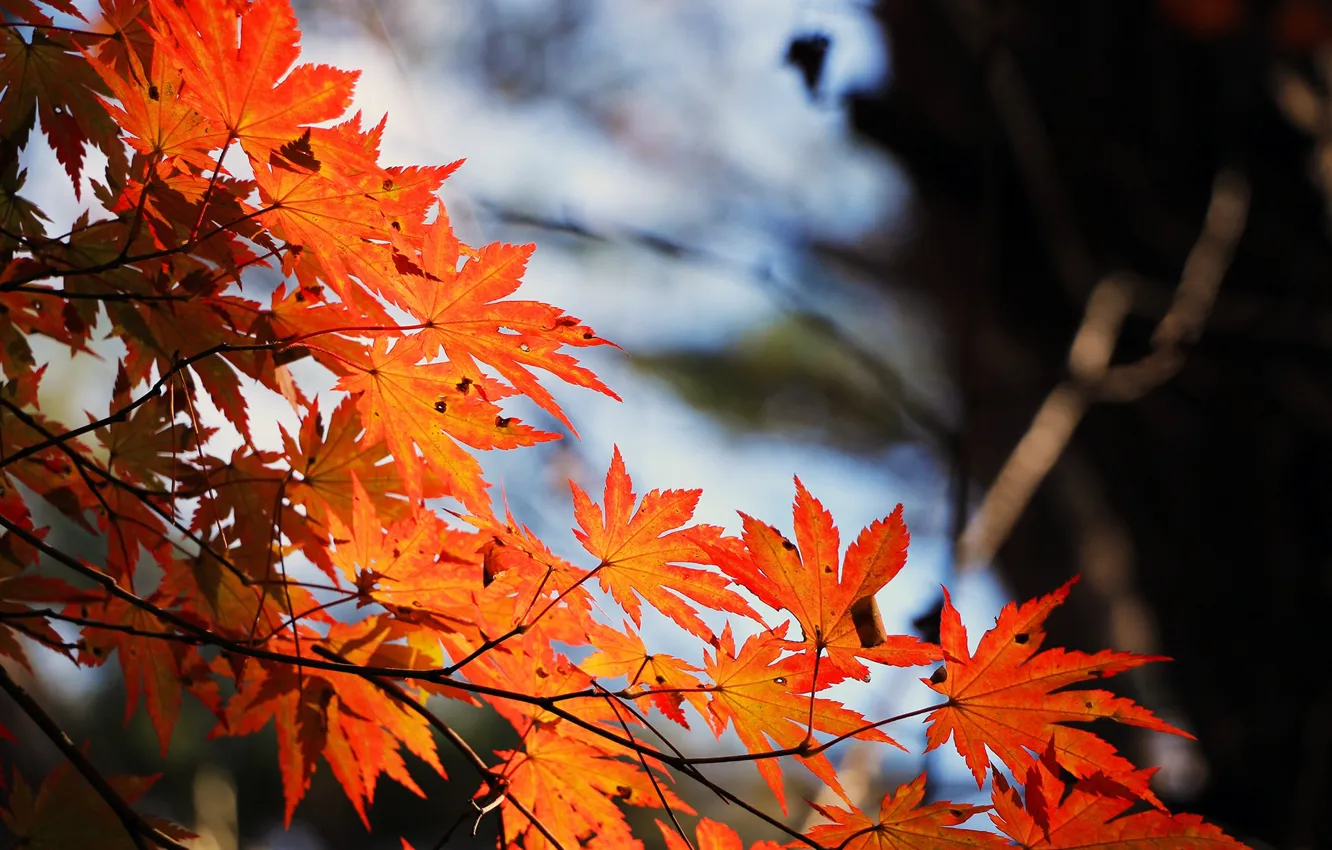 Photo wallpaper autumn, branch, blur, maple leaves