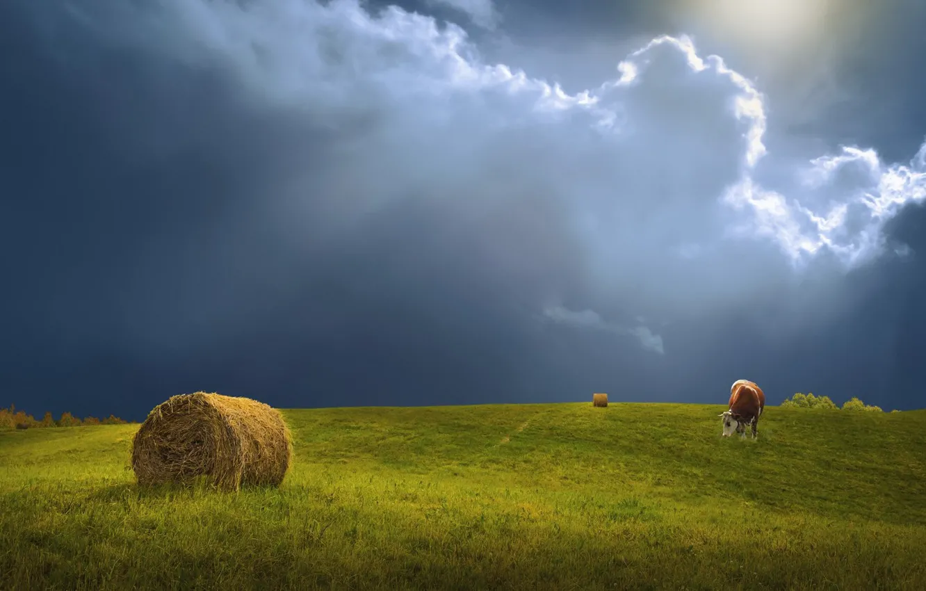 Photo wallpaper field, cows, hay, Kip