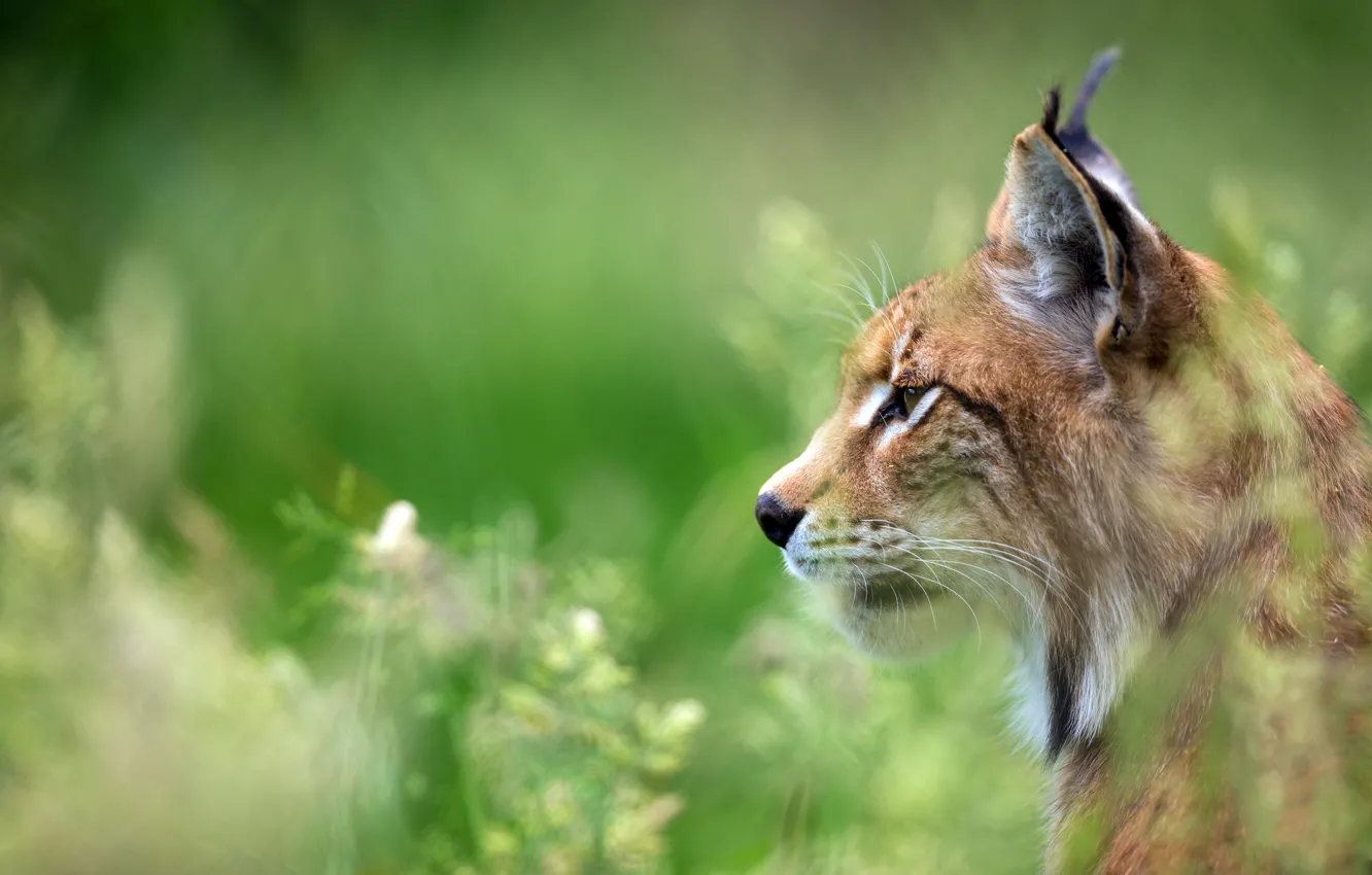 Photo wallpaper look, face, green, background, portrait, profile, lynx, wild cat