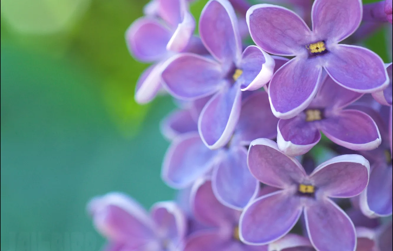 Photo wallpaper purple, spring, lilac, emerald