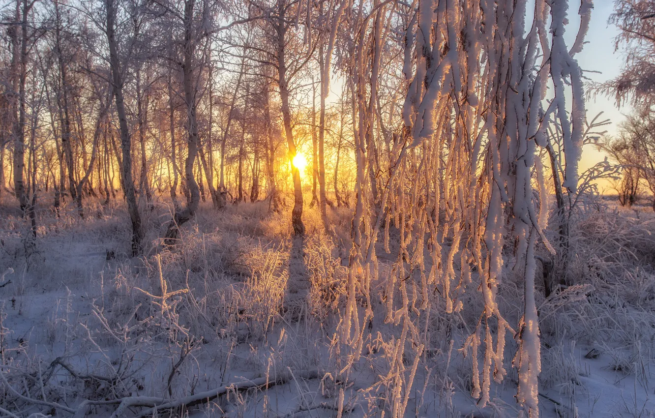 Photo wallpaper frost, the sun, snow, trees, frost