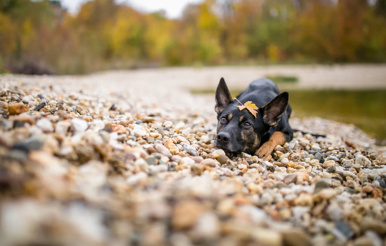 Photo wallpaper river, each, dog