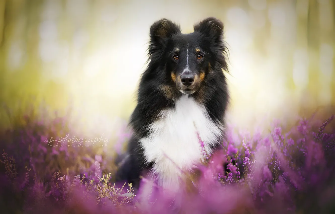 Photo wallpaper summer, look, dog