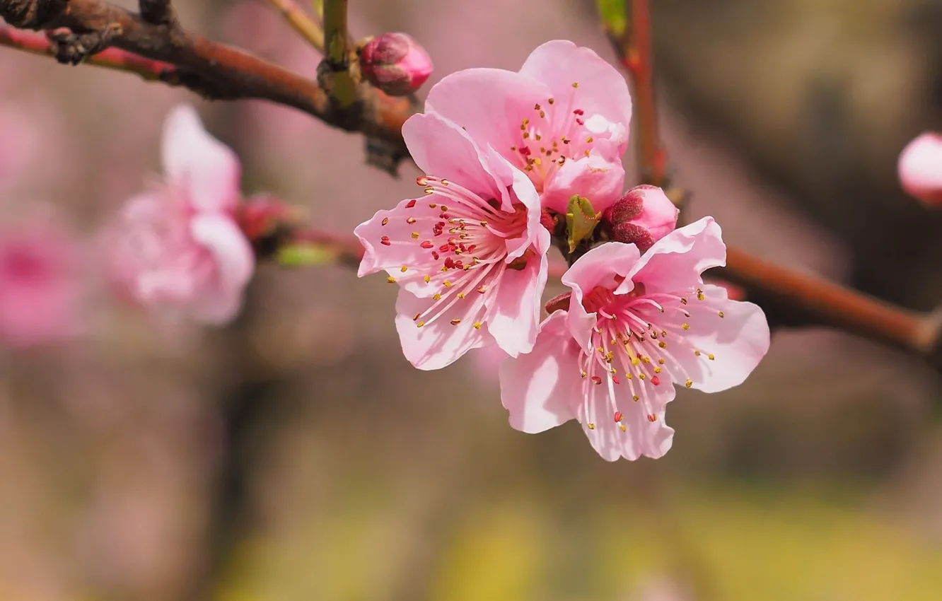 Photo wallpaper blurred background, Sakura, flowering in the spring