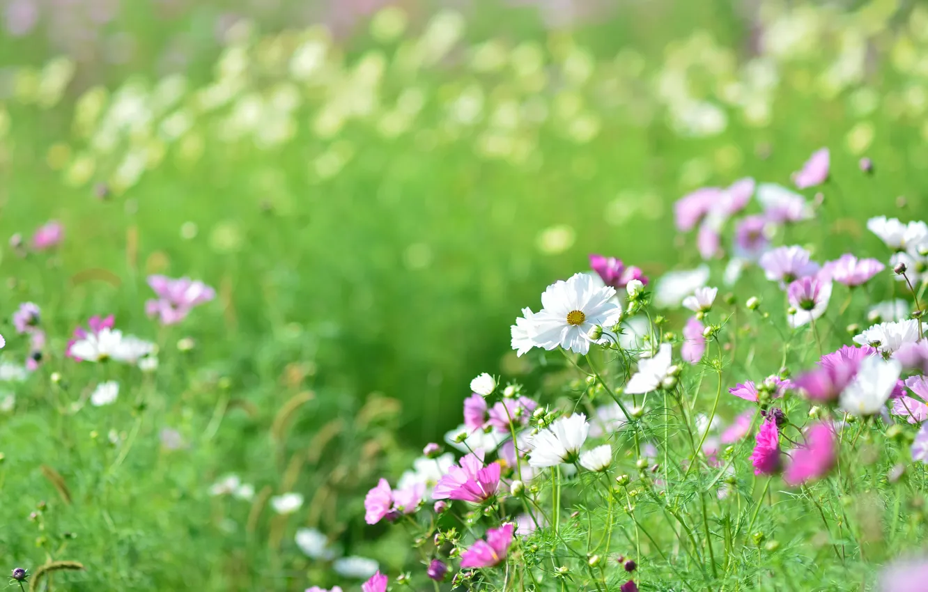 Photo wallpaper greens, field, summer, flowers, glade, pink, white, bokeh