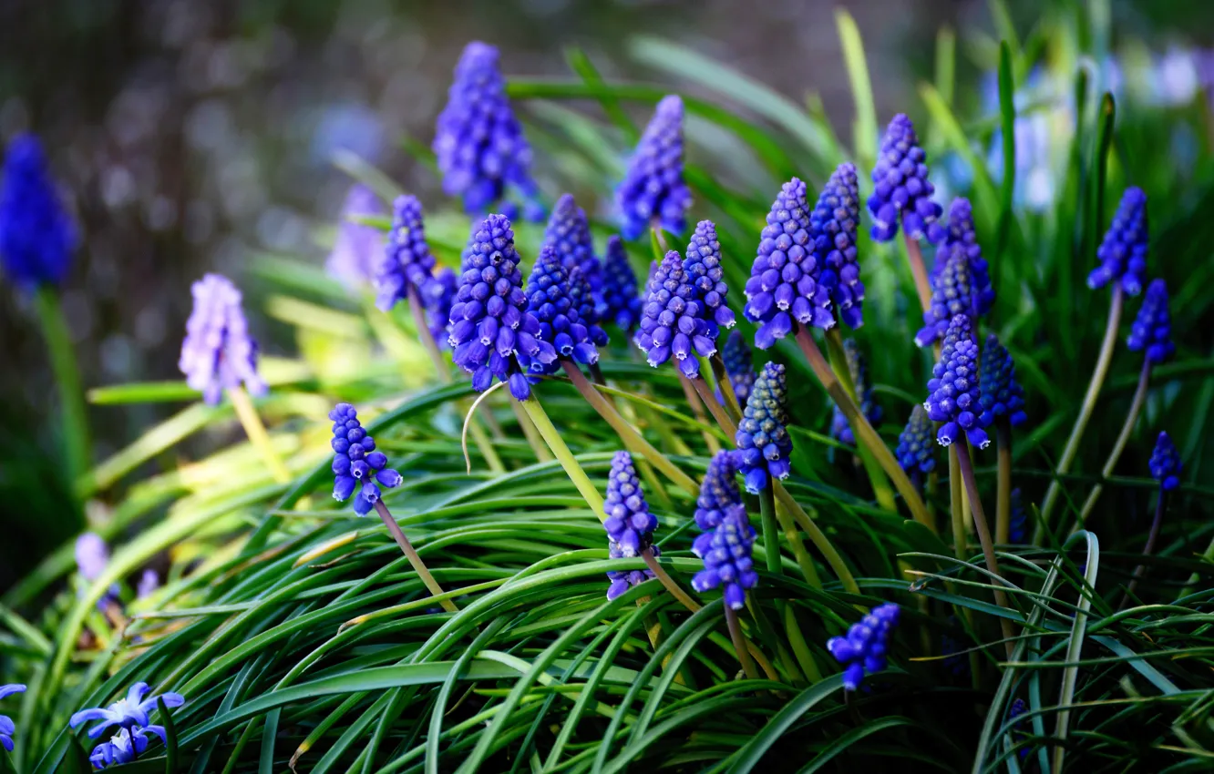 Photo wallpaper flowers, glade, spring, blue, Muscari, hyacinth mouse