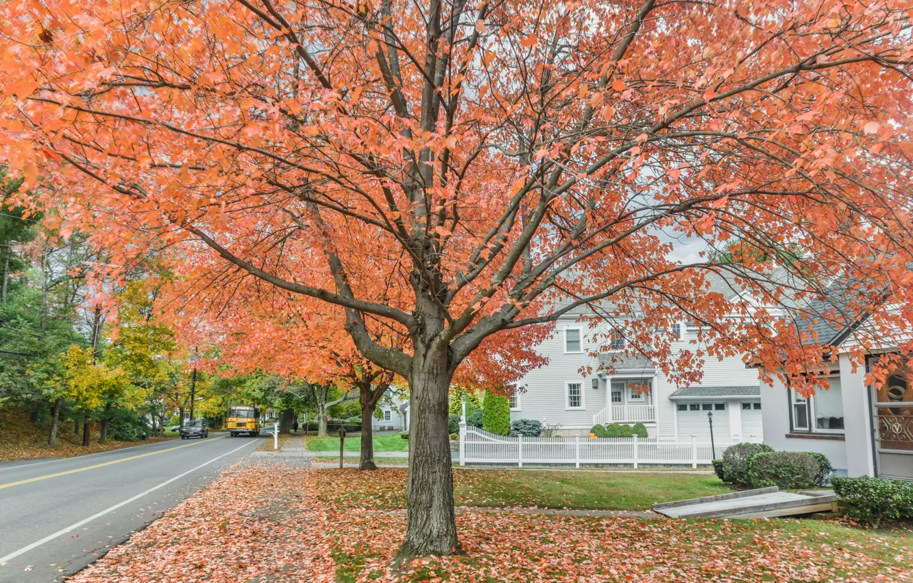 Photo wallpaper autumn, tree, street, foliage, USA, USA, trees, Kentucky