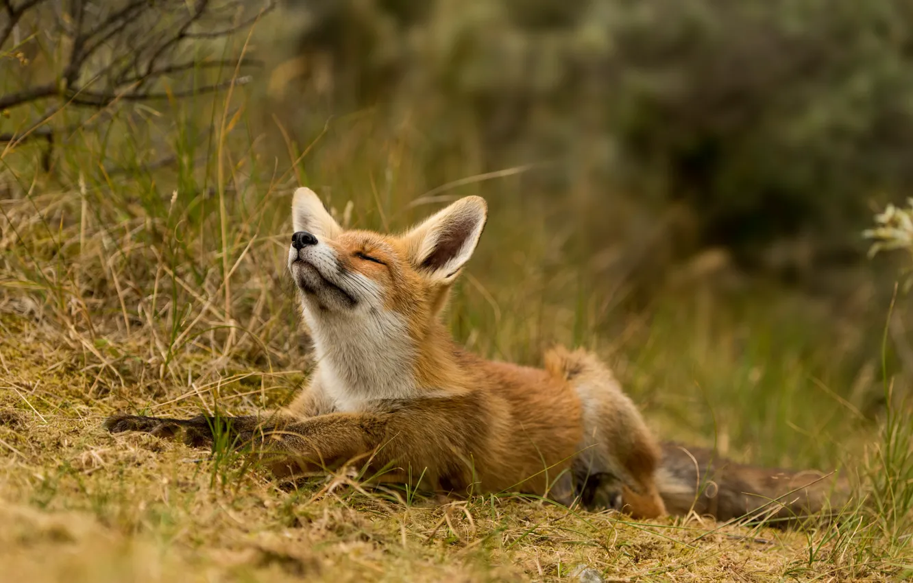 Photo wallpaper grass, nature, animal, Fox, Fox