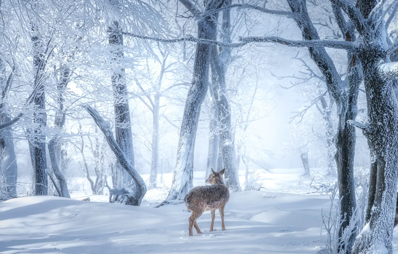 Photo wallpaper fawn, snow, ROE, winter, frost, forest, deer
