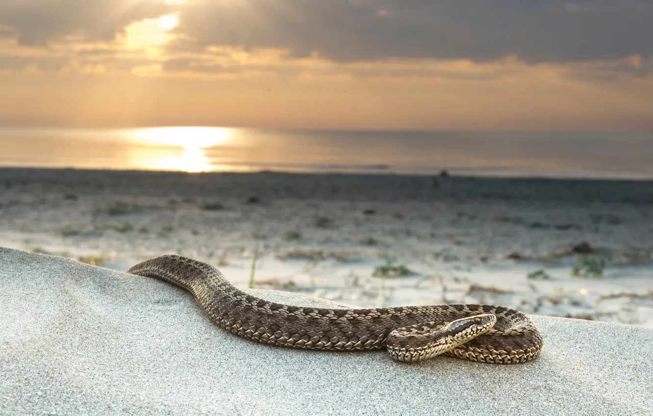 Photo wallpaper sand, sea, beach, the sun, landscape, shore, snake, wildlife