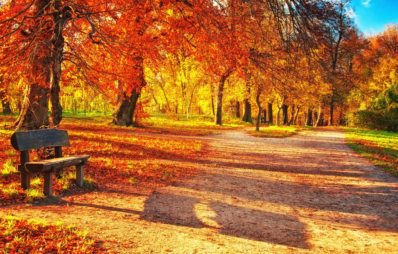 Photo wallpaper autumn, forest, leaves, bench, Park, park, autumn, leaves