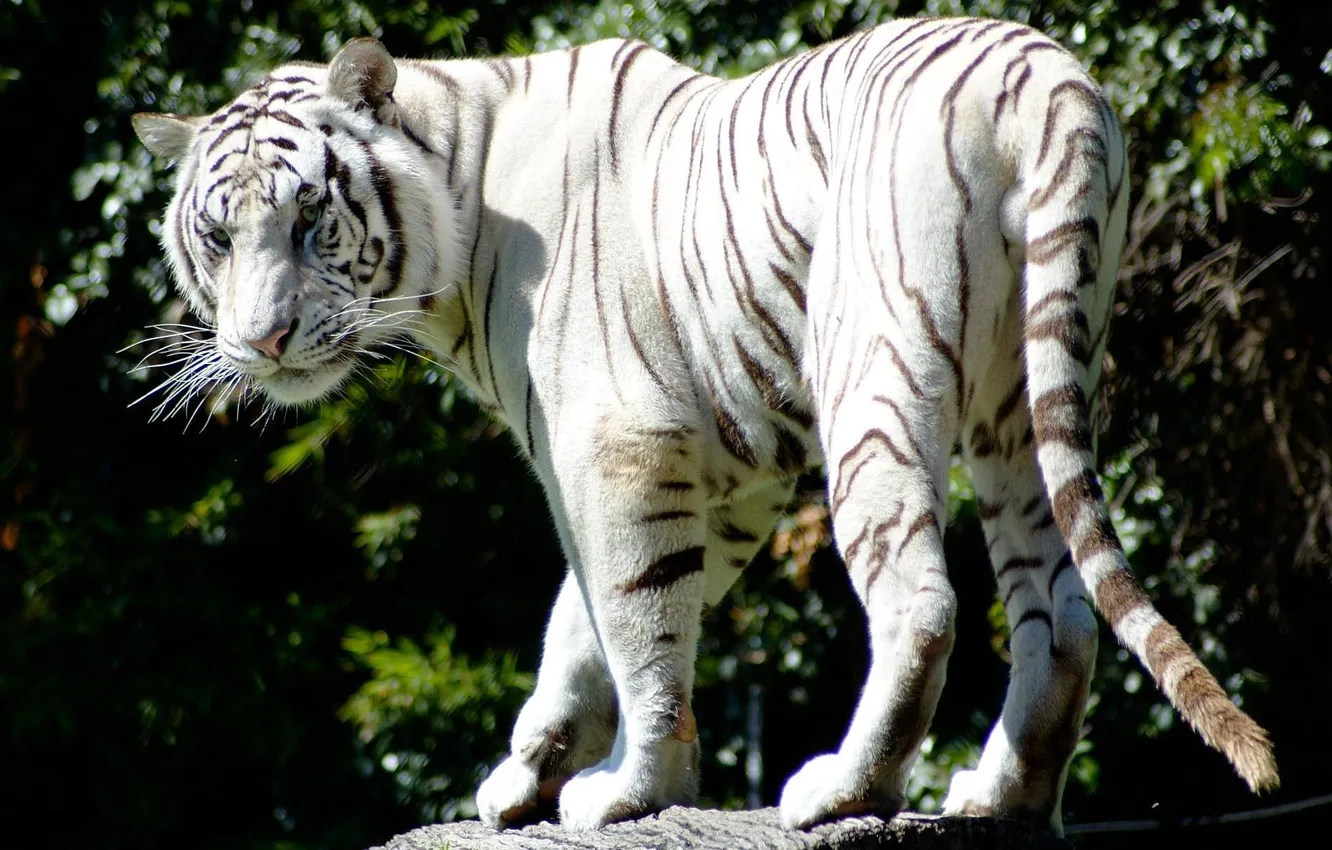 Photo wallpaper predator, striped, white tiger, beautiful