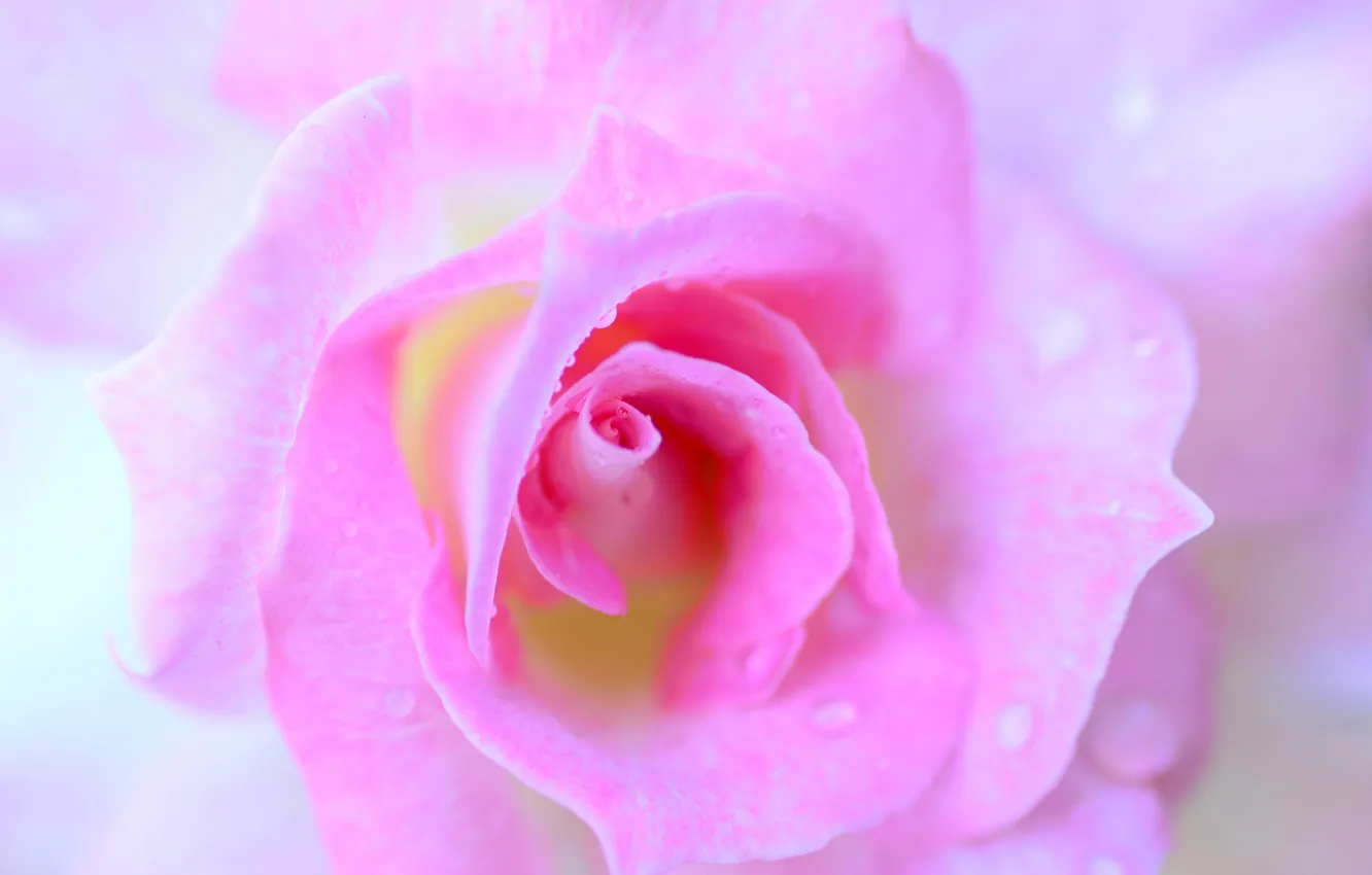 Photo wallpaper water, drops, flowers, Rosa, roses, petals