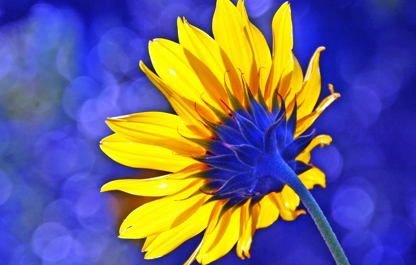 Photo wallpaper sunflowers, flowers, petals, stem