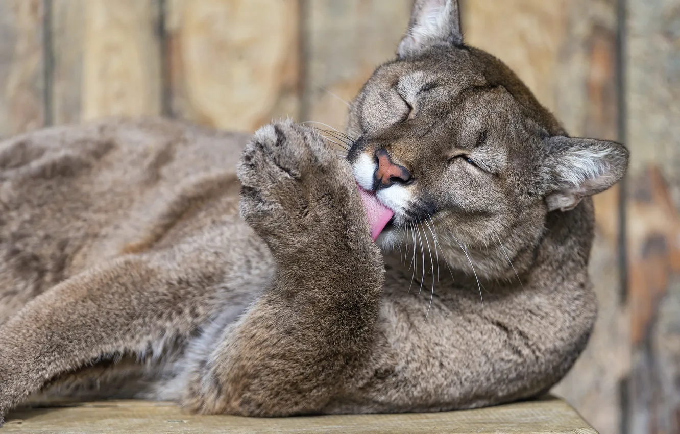 Photo wallpaper cat, Puma, washing, mountain lion, Cougar, ©Tambako The Jaguar